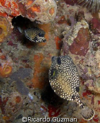 Friendship endures:

A pair of trunkfish looking over e... by Ricardo Guzman 